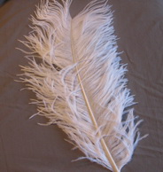 ostridge  plumes white Wapsi