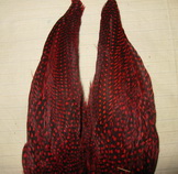 ������ ������� ������� Guinea wing 1 ����