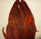 ������ ������� ��������� Guinea wing 1 ����